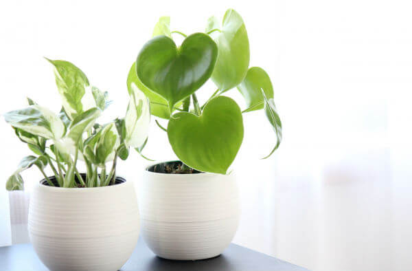 寝室風水 寝室に最適な観葉植物とは その使い方 運びをよくする風水インテリア