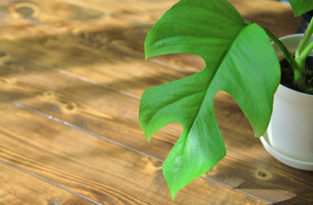 寝室風水 寝室に最適な観葉植物とは その使い方 運びをよくする風水インテリア